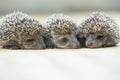 Three little Hedgehog portrait Royalty Free Stock Photo
