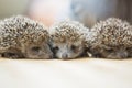 Three little Hedgehog portrait Royalty Free Stock Photo