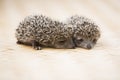 Three little Hedgehog portrait Royalty Free Stock Photo