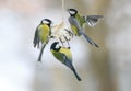 Three little hungry birds Tits on the bird feeder eating fat Royalty Free Stock Photo