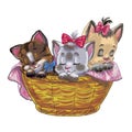 Three little kities in a basket