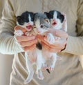 Three little kitten meowing in male hands Royalty Free Stock Photo