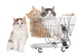 Three little kitten in a shopping baket Royalty Free Stock Photo