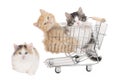 Three little kitten in a shopping baket Royalty Free Stock Photo