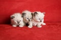 Three Little Kittens Royalty Free Stock Photo