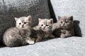 Three little kittens on an armchair