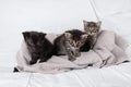 Three little kittens Royalty Free Stock Photo