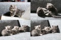 Three little kittens, multicam, grid 2x2 screen Royalty Free Stock Photo