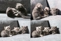 Three little kittens, multicam, grid 2x2 screen Royalty Free Stock Photo