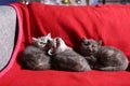 Three little kittens