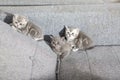 Three little kittens