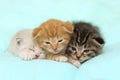 Three Little Kittens Over Blue Background.