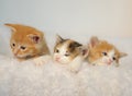 Three little kittens peeking out of a white fluffy chair Royalty Free Stock Photo