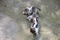 three little kittens are playing Royalty Free Stock Photo