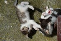 three little kittens are playing Royalty Free Stock Photo