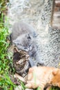 Three little kittens playing in a grass Royalty Free Stock Photo