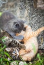 Three little kittens playing in a grass Royalty Free Stock Photo