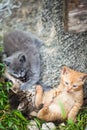 Three little kittens playing in a grass Royalty Free Stock Photo