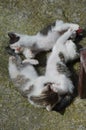 three little kittens are playing Royalty Free Stock Photo