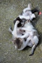 three little kittens are playing Royalty Free Stock Photo