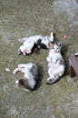 three little kittens are playing Royalty Free Stock Photo