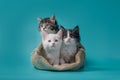 Three kittens in a sack on a turquoise background