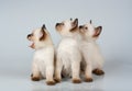 Three little kittens Siamese Royalty Free Stock Photo