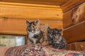 Three little kittens sit tightly huddled on a cushion