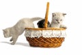 Three little kittens are sitting in a basket. Isolated on a white background Royalty Free Stock Photo