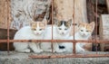 Three little kittens sitting together behind a fence Royalty Free Stock Photo