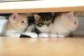 Three little kittens Royalty Free Stock Photo