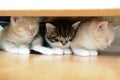 Three little kittens Royalty Free Stock Photo