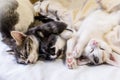 Three kittens sleeping on white background Royalty Free Stock Photo