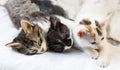 Three kittens sleeping on white background Royalty Free Stock Photo