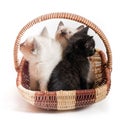 Three little kittens in a wicker basket on a white background Royalty Free Stock Photo