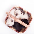 Three little kittens in a wicker basket on a white background Royalty Free Stock Photo