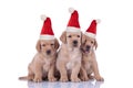 Three little labrador retriever puppies wearing santa claus hats are sitting Royalty Free Stock Photo