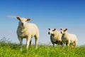 Three little lambs Royalty Free Stock Photo