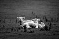 Three little lambs black and white sleeping Royalty Free Stock Photo