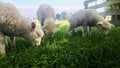 Three little lambs bow their heads to graze, ignore me. Royalty Free Stock Photo