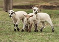 Three little lambs