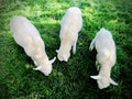 Three little lambs grazed in the shade of the trees. Royalty Free Stock Photo