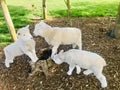 Three little lambs on the stump Royalty Free Stock Photo