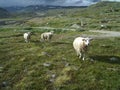 Three Little Lost Sheeps Royalty Free Stock Photo