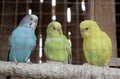 Three little love bird in cage