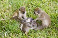 Three little monkeys playing in the grass