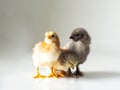 Three little newborn brown chickens on white with copy space Royalty Free Stock Photo