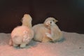 Three little newborn chicks Royalty Free Stock Photo