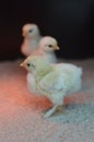 Three little newborn chicks Royalty Free Stock Photo