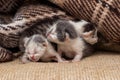 Three little newborn kittens under the plaid